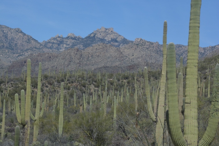 field of Saguaro with mountains in background